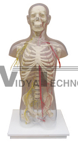 The model of male skeleton torso attach with arteries and nerves distributing Dimension:Height 950(mm)